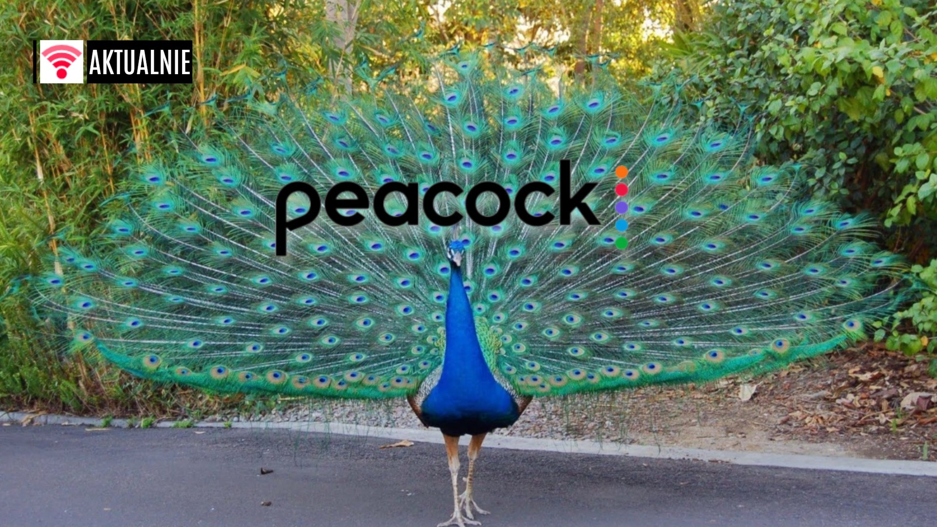 Peacock za darmo w Polsce